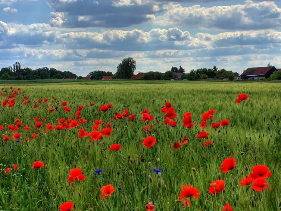 Photograph of a field of red poppies in the foreground and of buildings, trees, and a cloudy sky in the background.